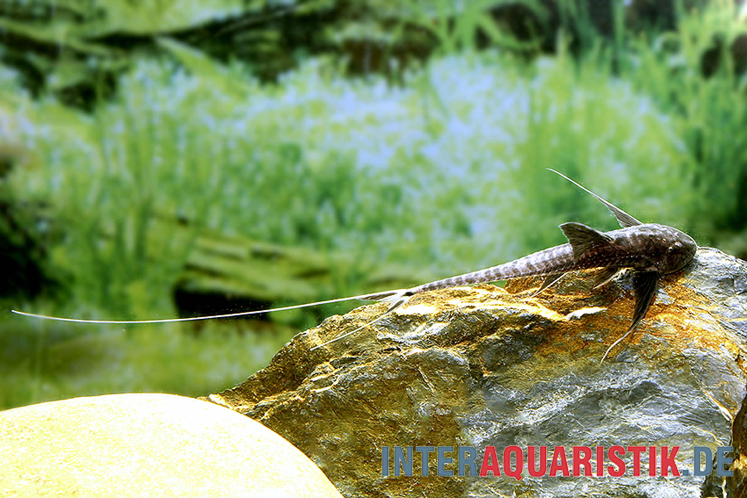 Schwarzer Krawattenharnischwels, Pterosturiosoma microps, 14-16 cm